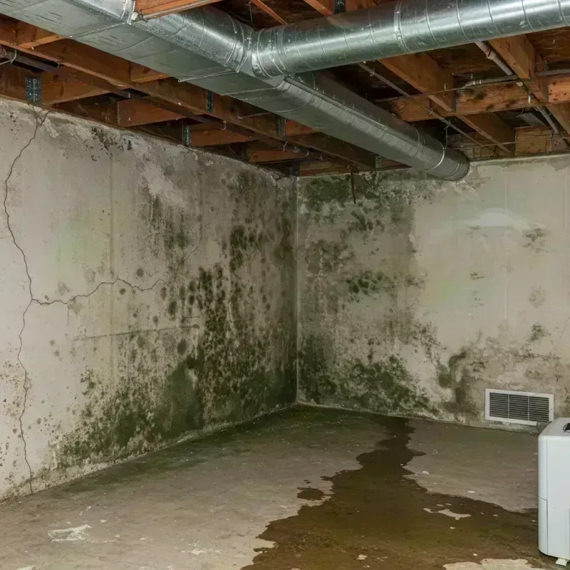 Professional Mold Removal in Booneville, KY